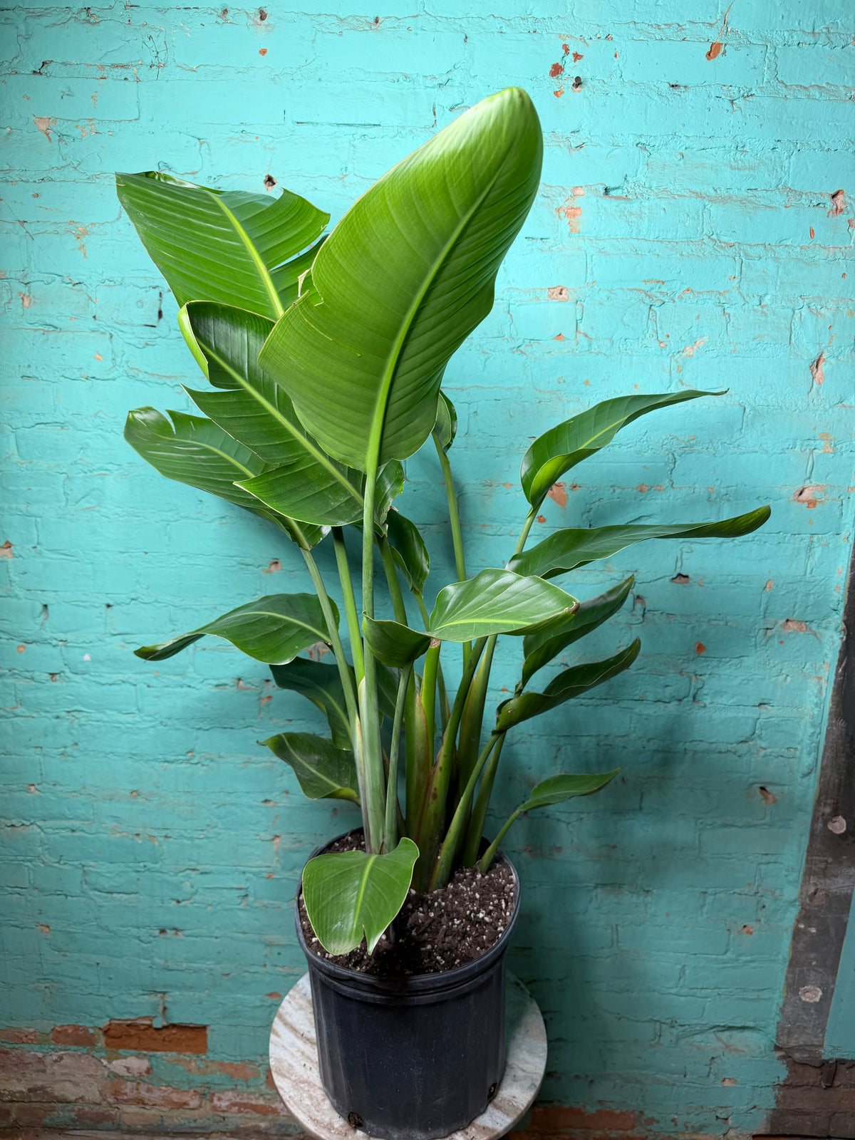 Bird of Paradise White 10 39”-42”