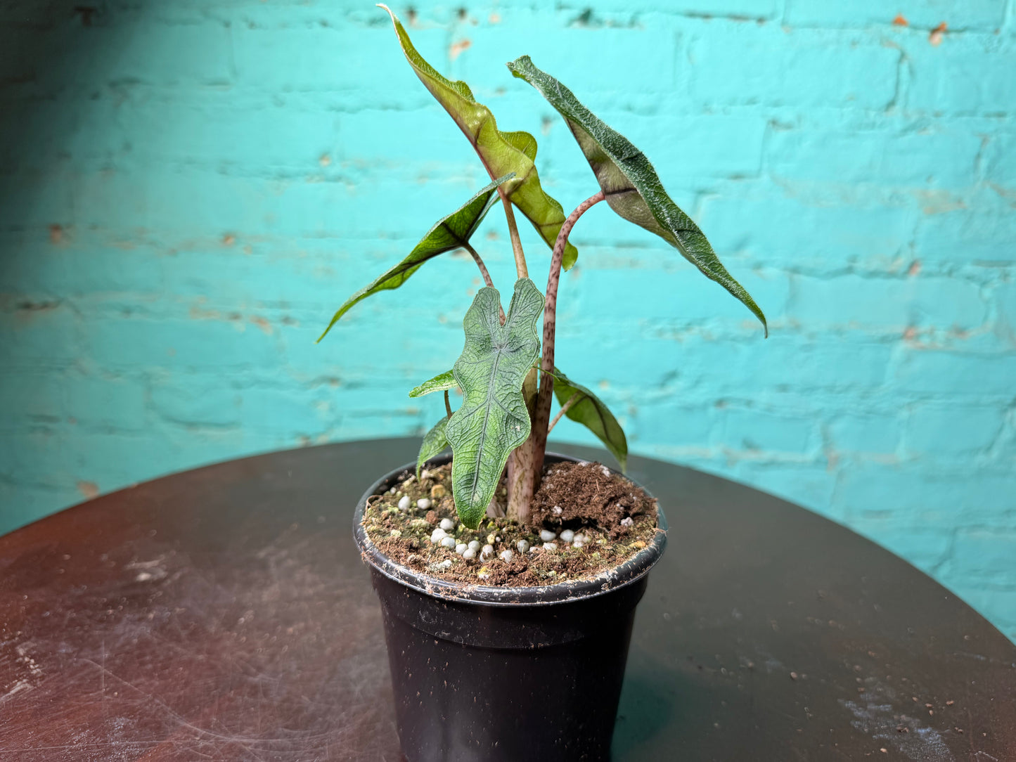 Alocasia ‘Jacklyn’ 4”