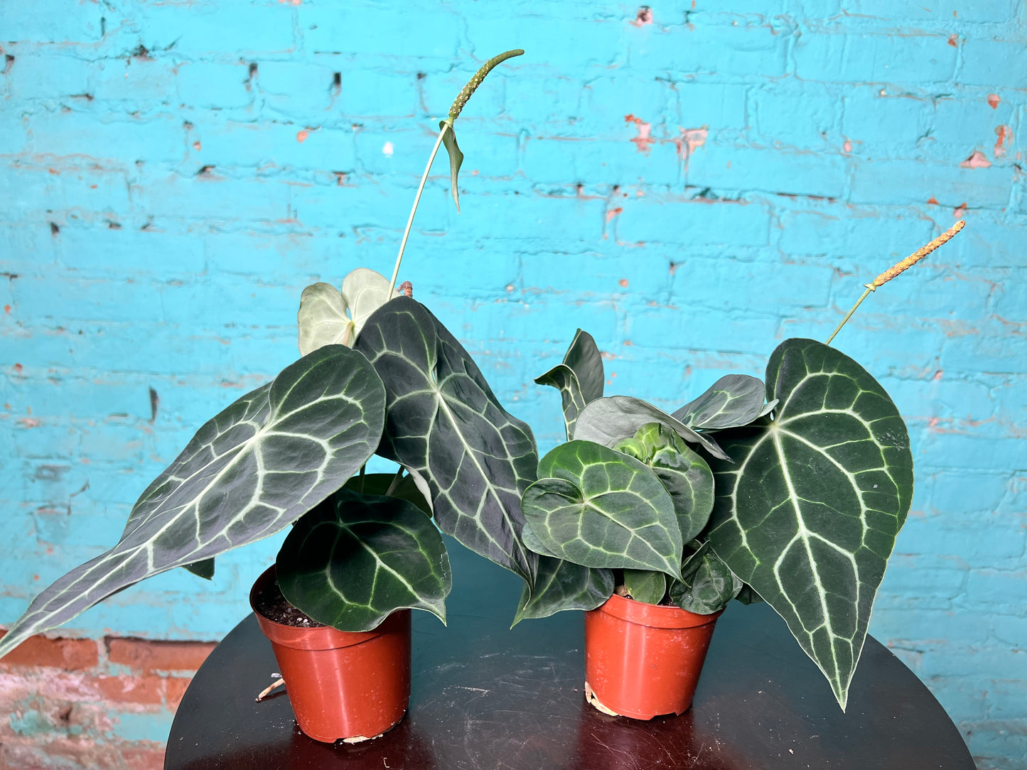 Anthurium Clarinervium 4”