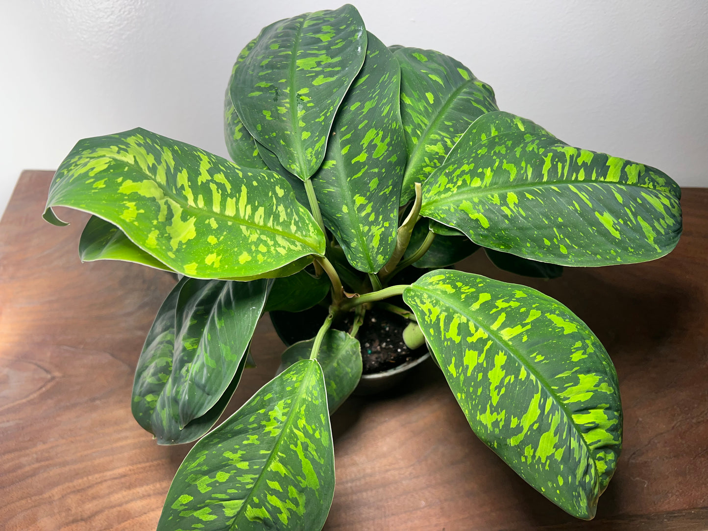 Homalomena Dark Camouflage 6”