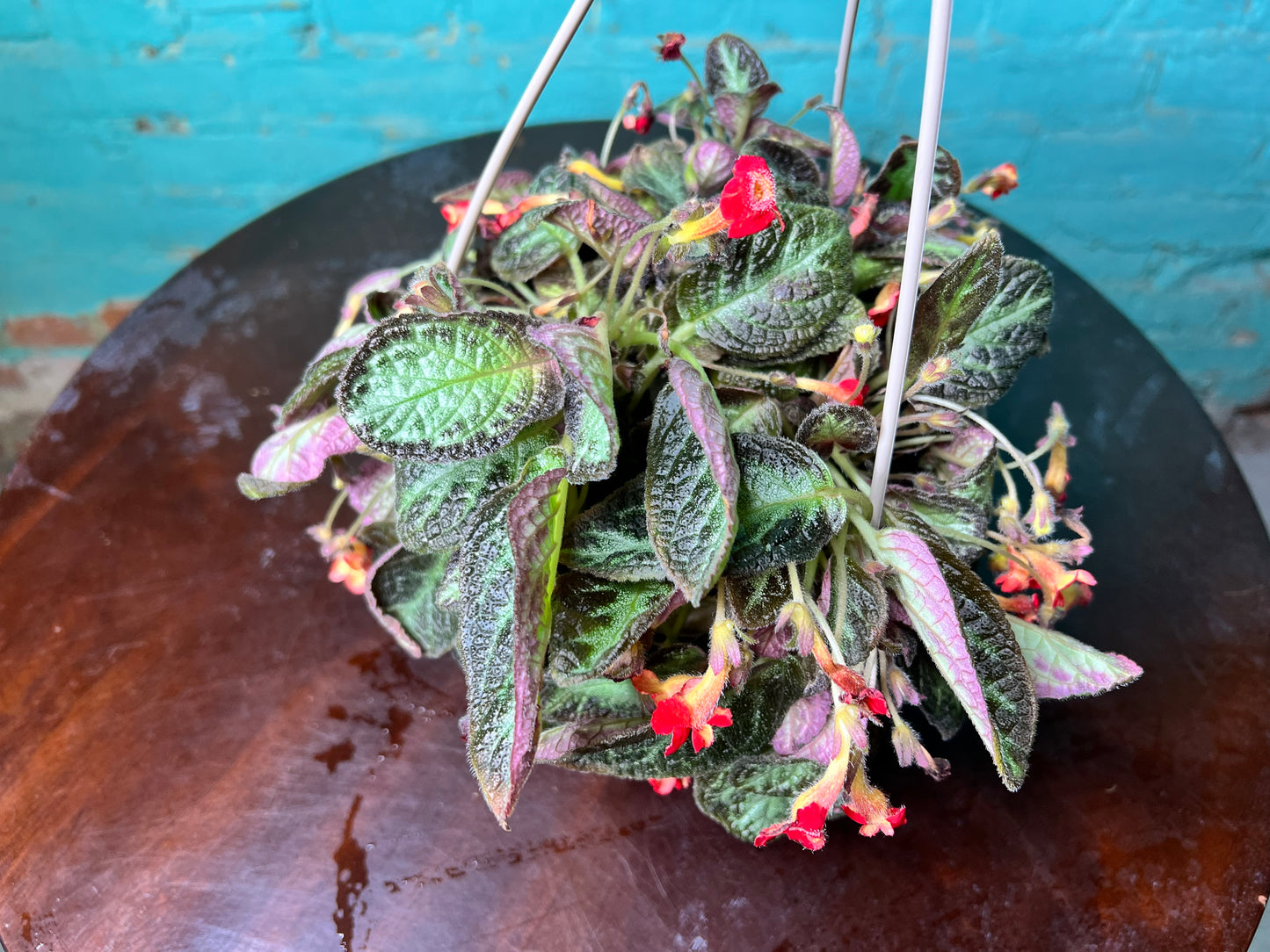 Episcia Cupreata-Flame Violet 6”