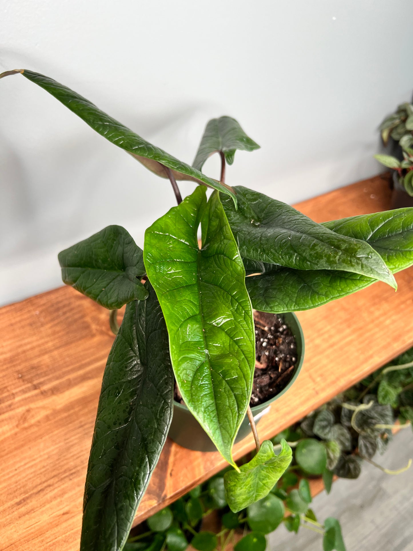 Alocasia scalprum 6”