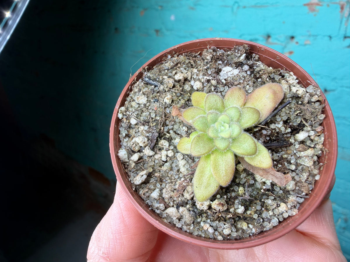 Pinguicula 6 Pack