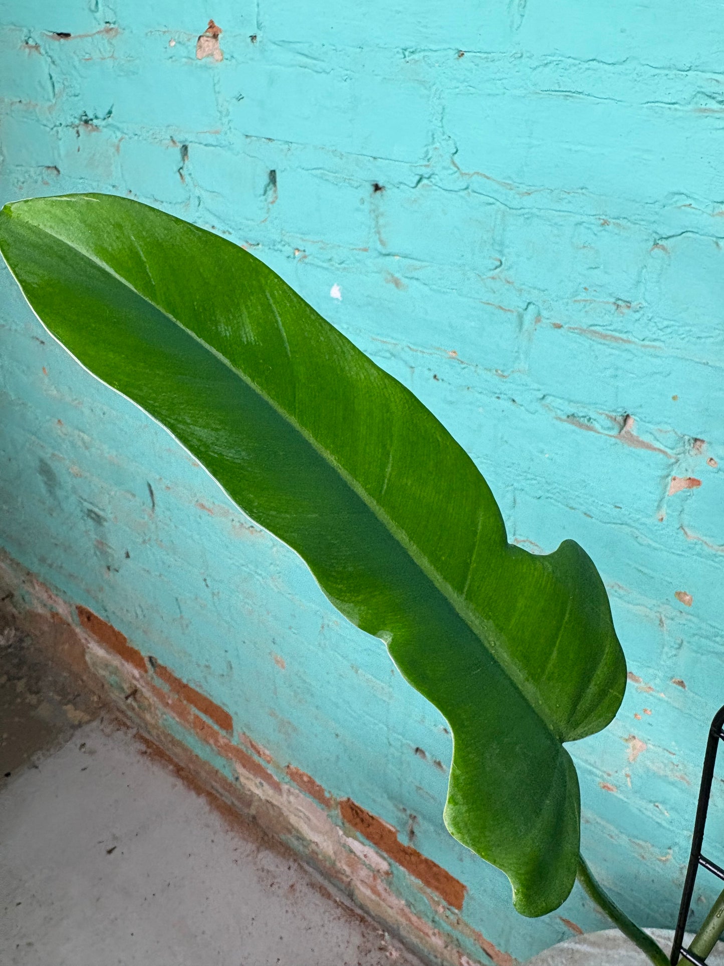 Philodendron Jerry Thorne 6”