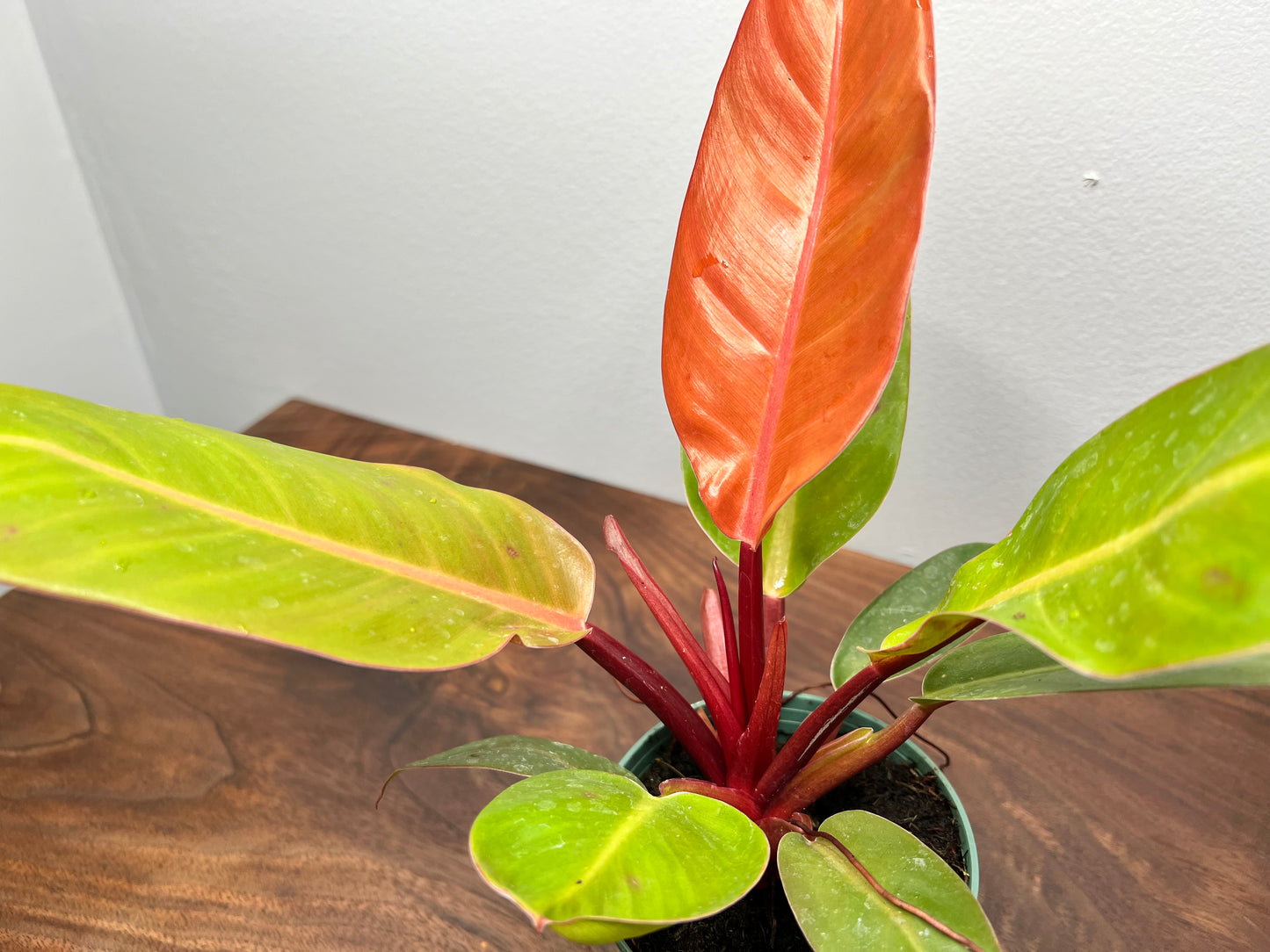 Philodendron Prince Of Orange  4”