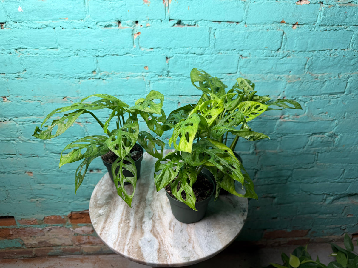Monstera Adansonii ‘Swiss Cheese’ 4”