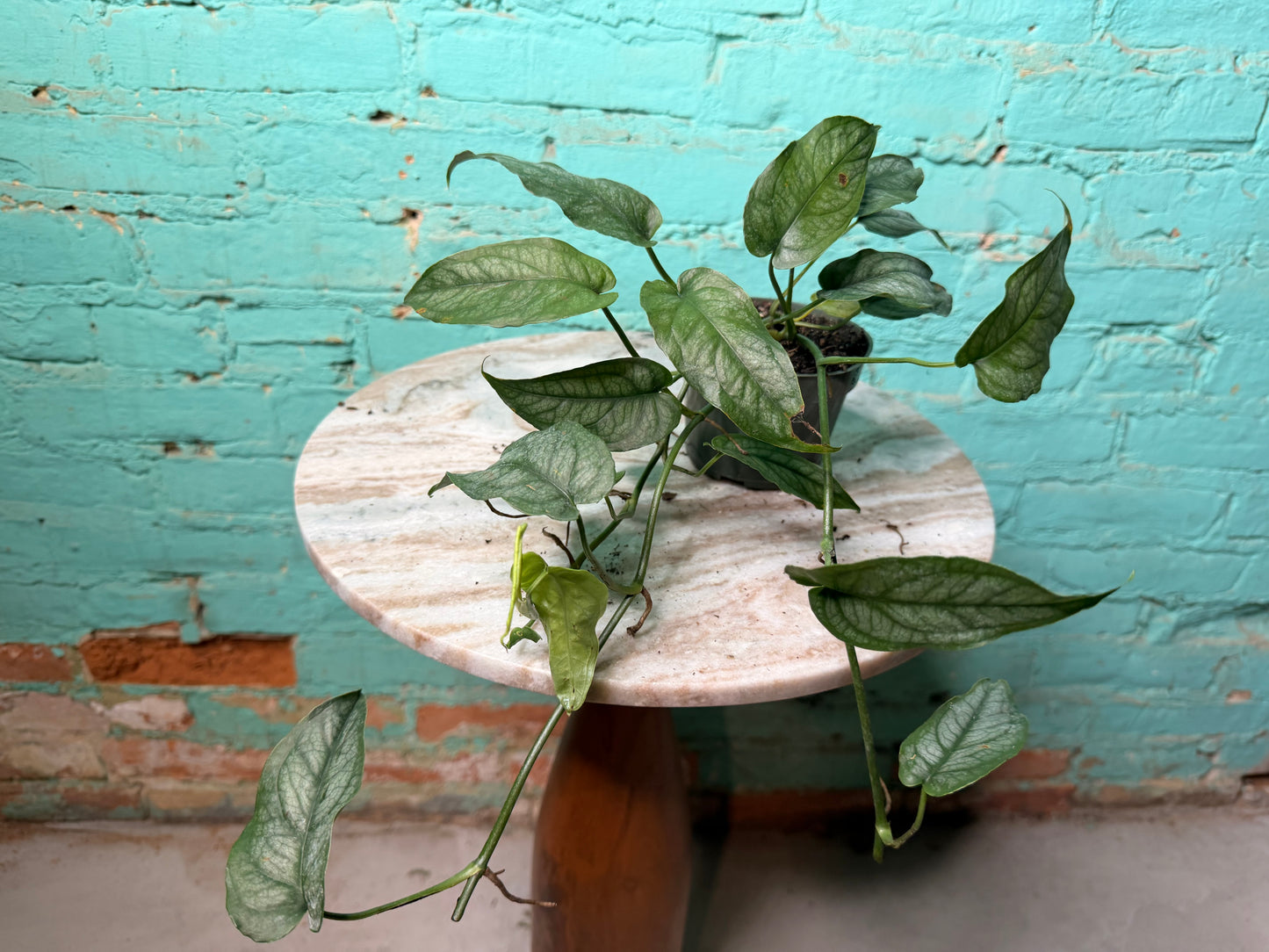 Monstera Siltepecana 4”