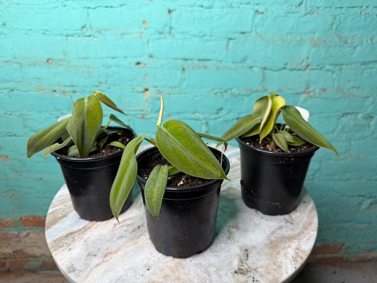 Philodendron Gigas 4”