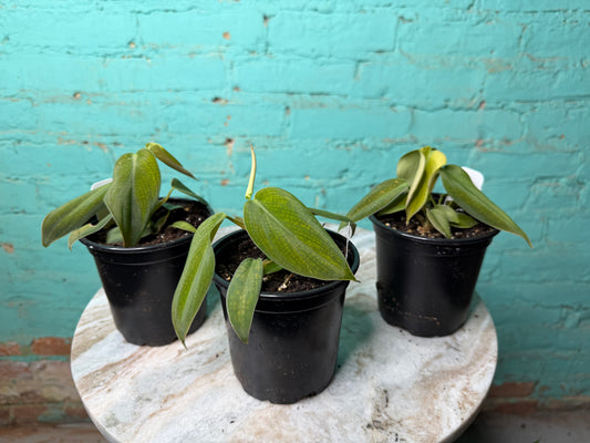 Philodendron Gigas 4”