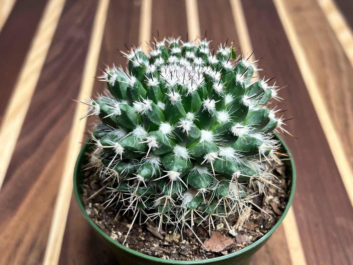 Hedgehog cactus