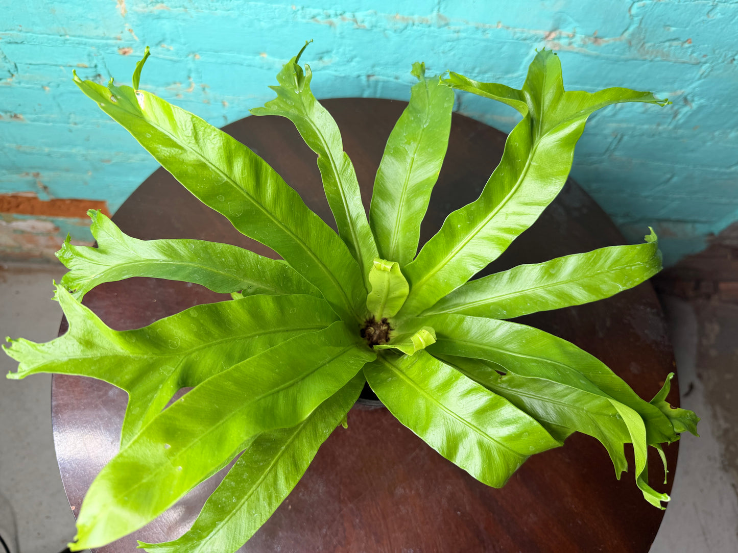 Bird’s Nest Fern 4”