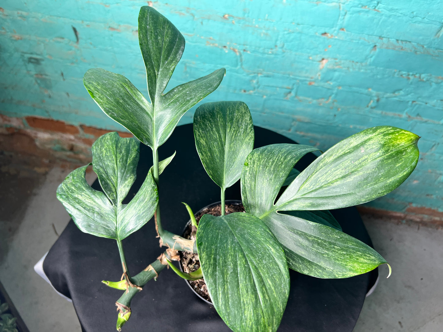 Monstera Decursiva Variegated 6” “Dragon Tail”