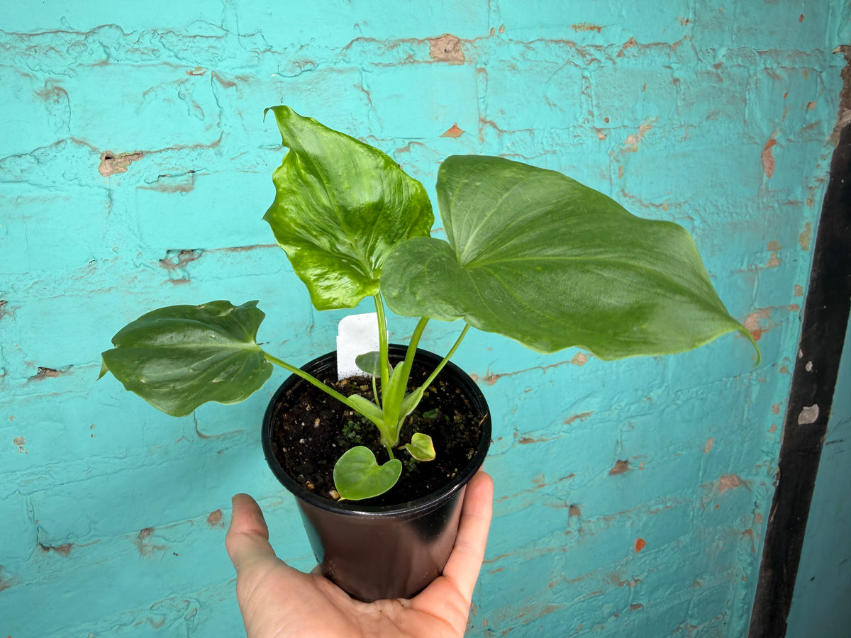 Philodendron Angela 4”