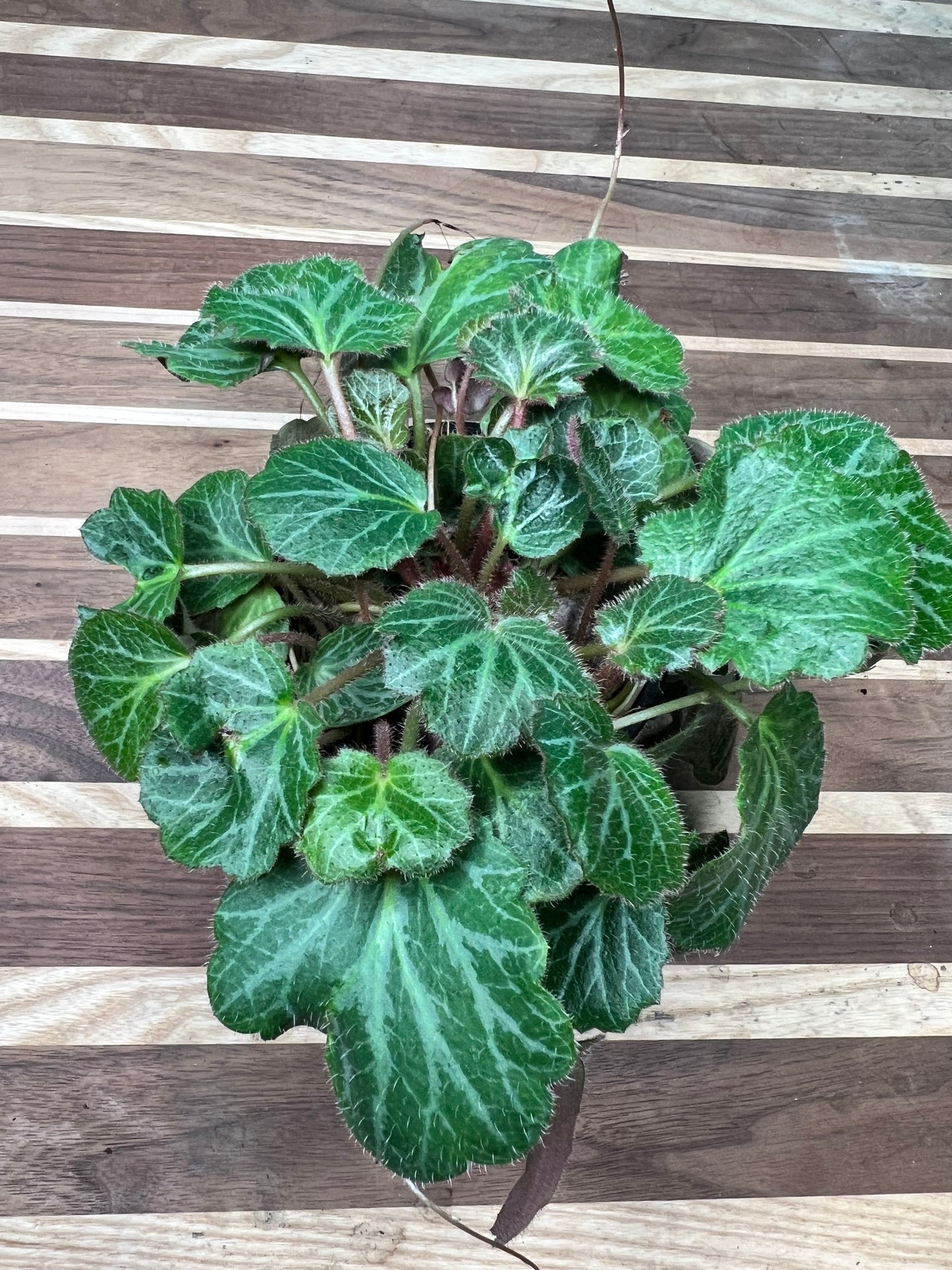 Begonia Strawberry 4”