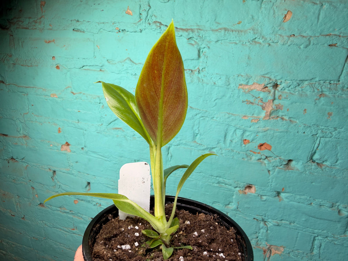 Philodendron Subhastatum 4”