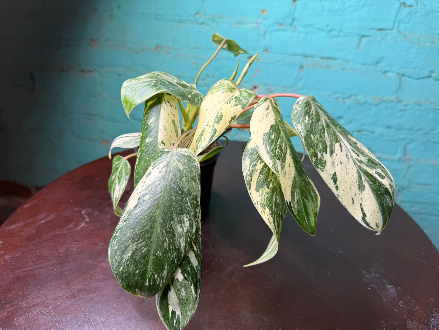 Philodendron ‘Emerald King’ 4”