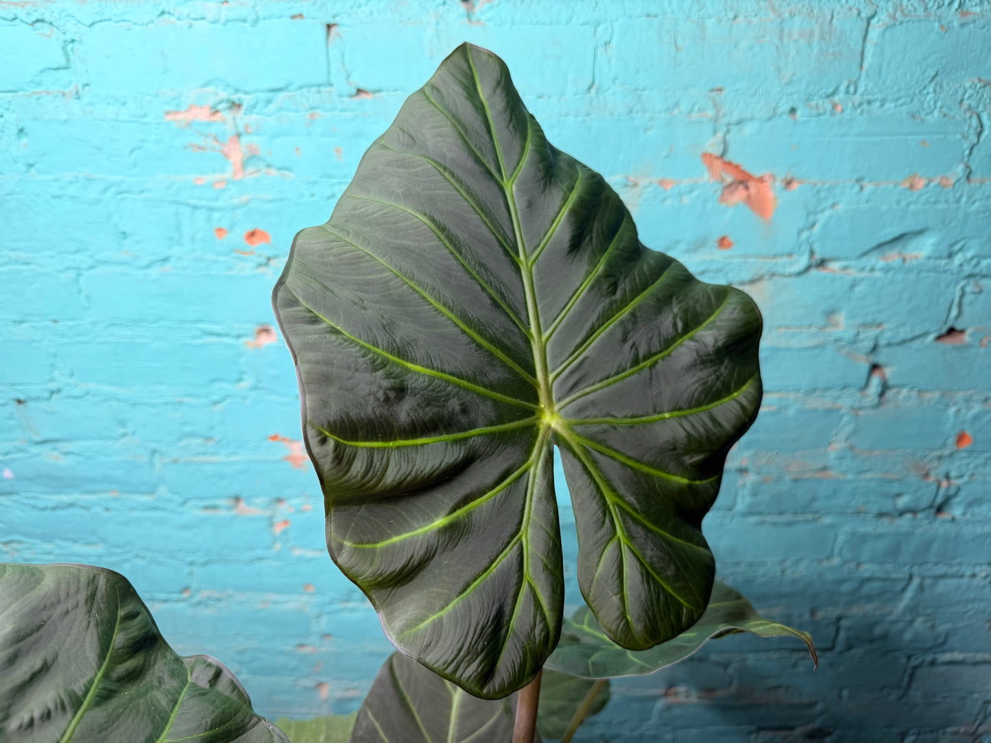 Alocasia Regal Shield 10”