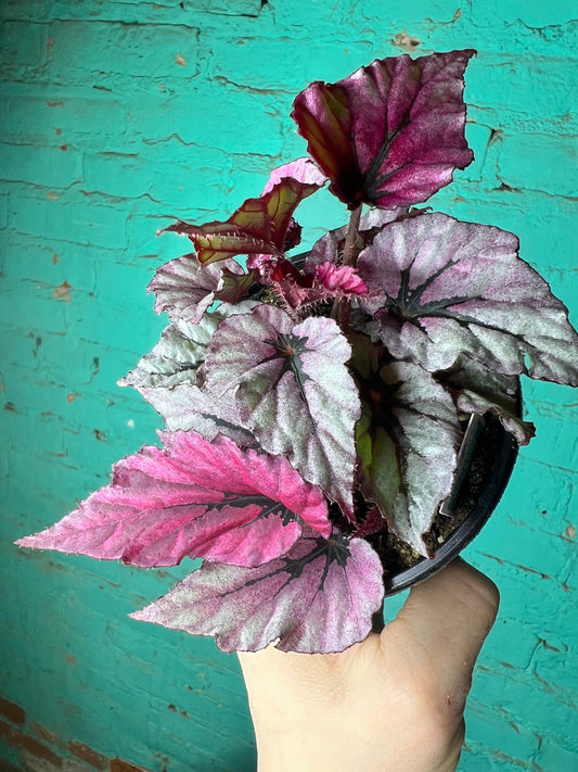 Begonia Rex “Shadow King Pink”