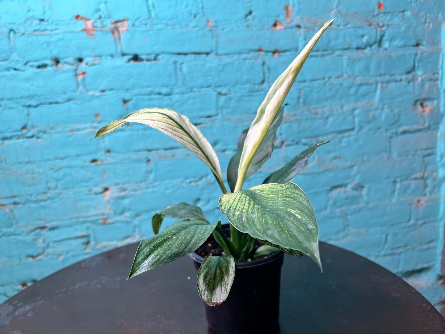 Spathiphyllum Sensation Mint 4”