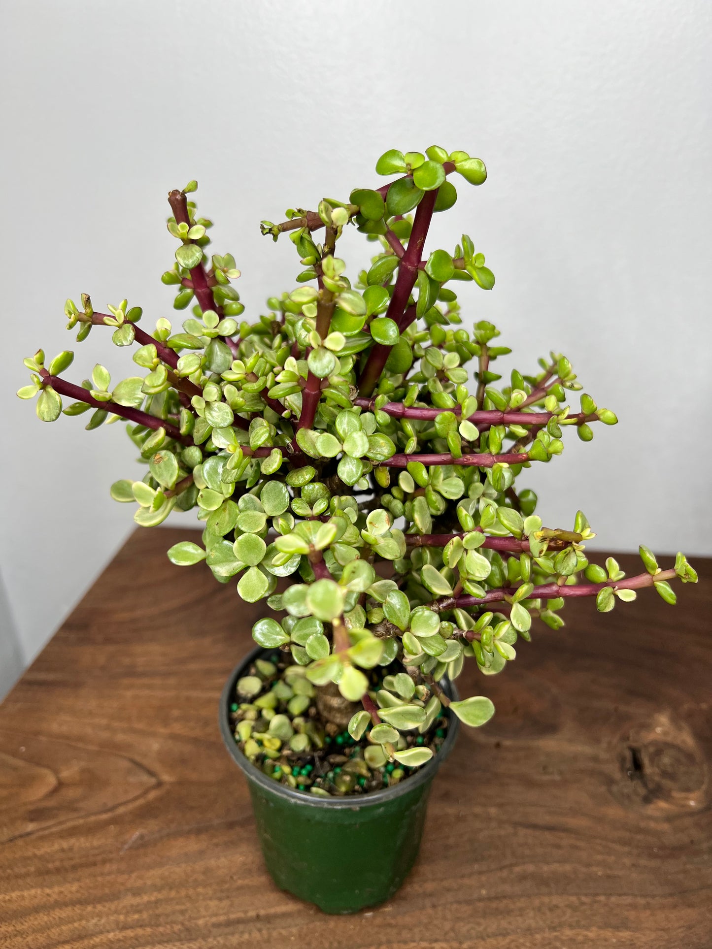 Jade Bonsai