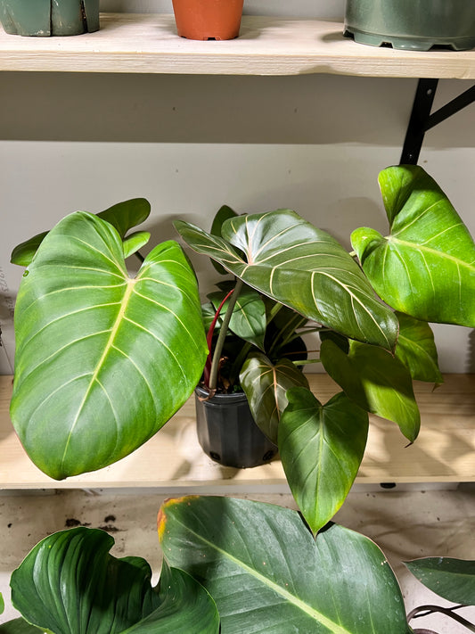 Philodendron Summer Glory 10”