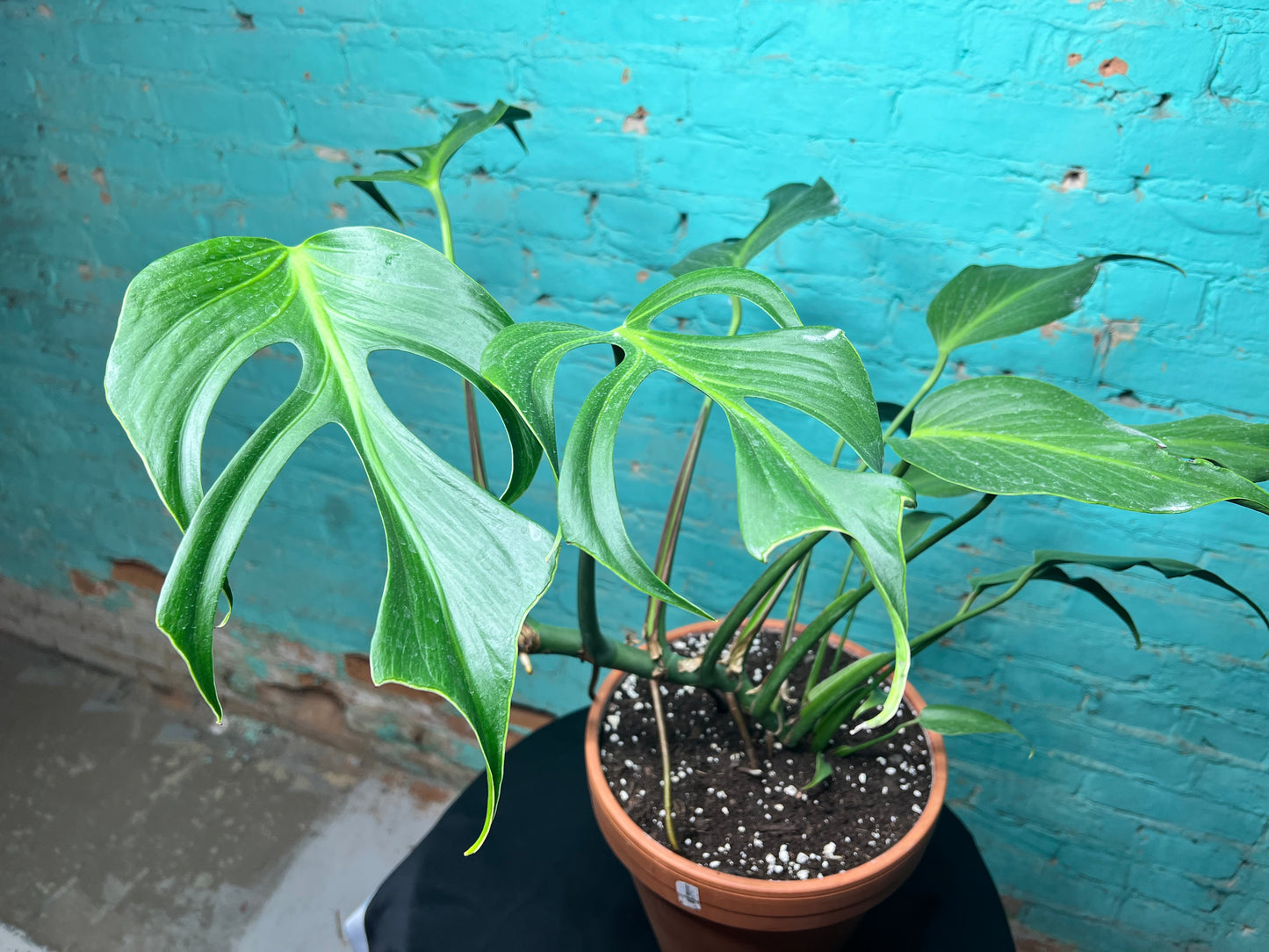 Monstera Burle Marx Flame -Clay