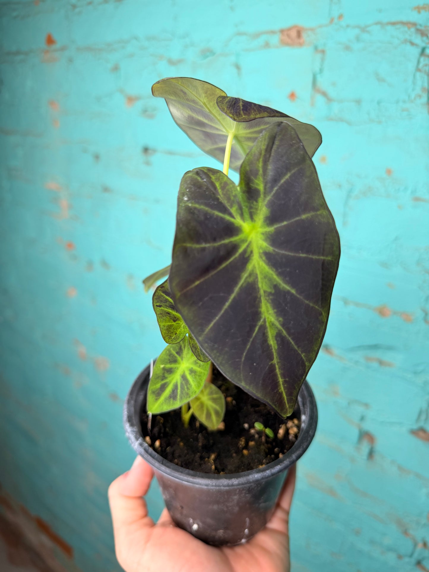 Colocasia Black Beauty 4”