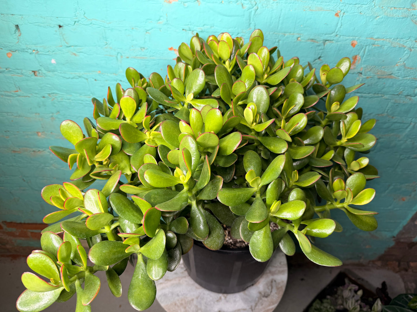 Jade  12”