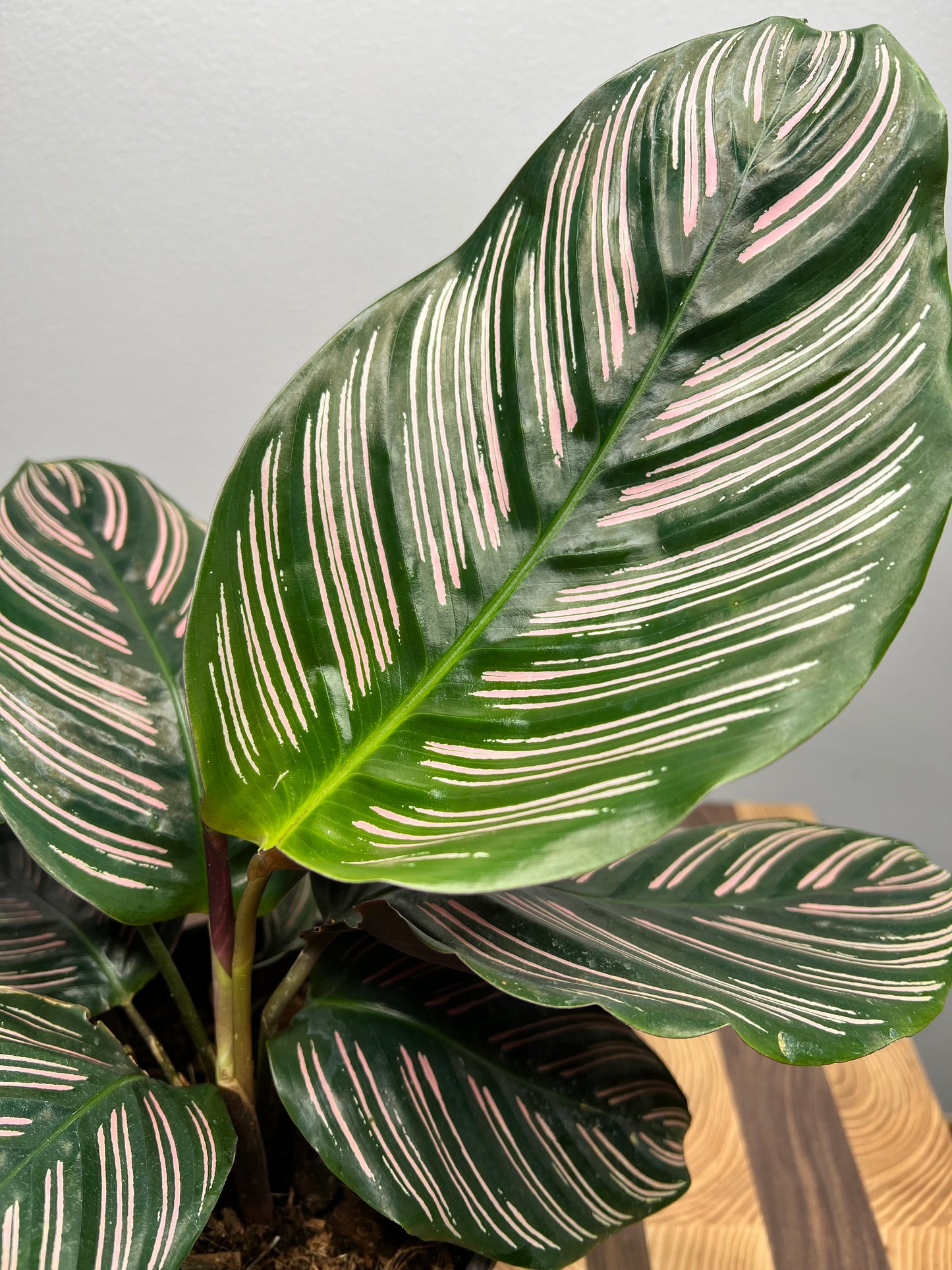 Pinstripe Calathea