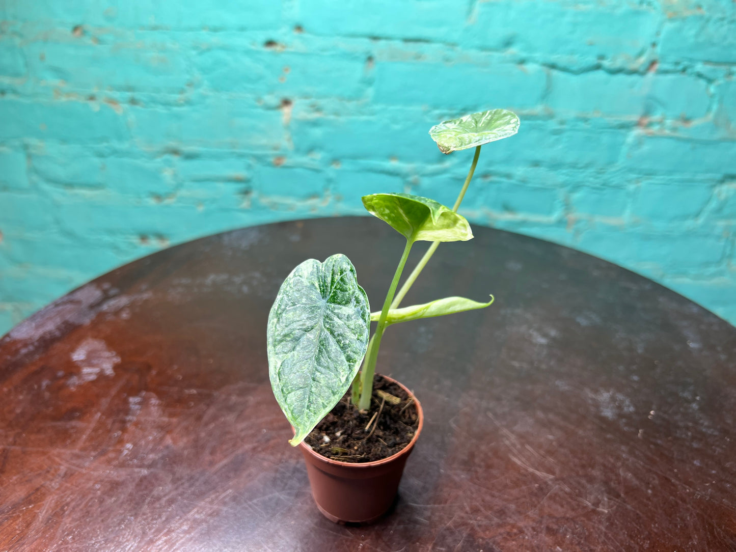 Alocasia Dragon Scale Albo 3”