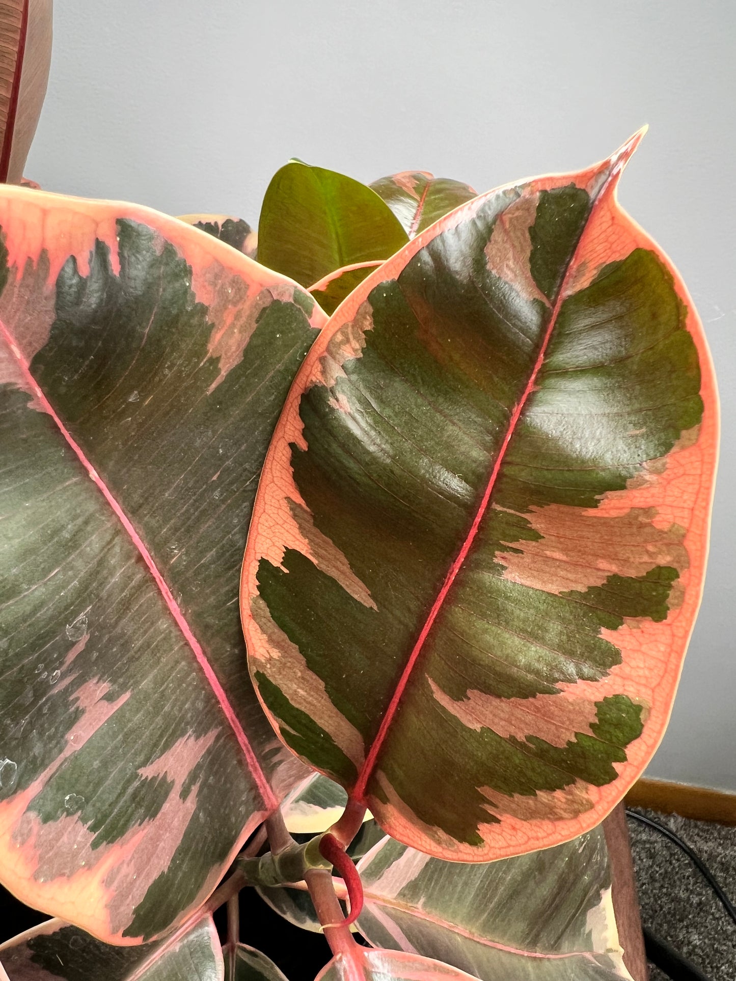 Rubber Tree - Ruby variegated 10”