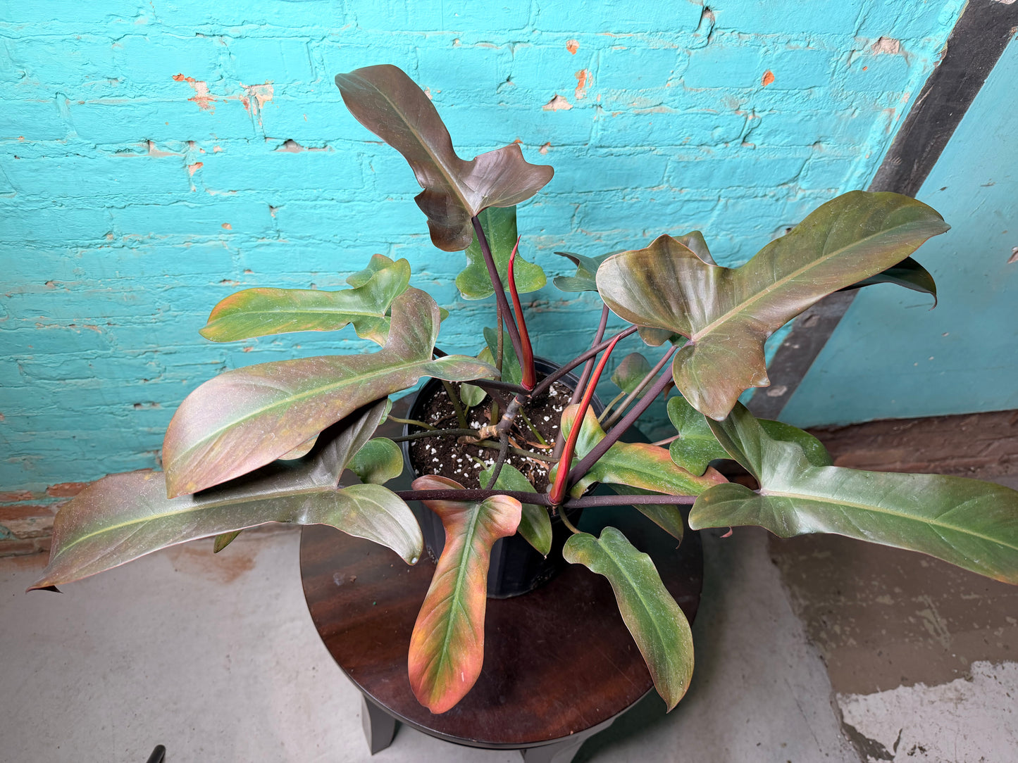 Philodendron Florida Bronze 10”
