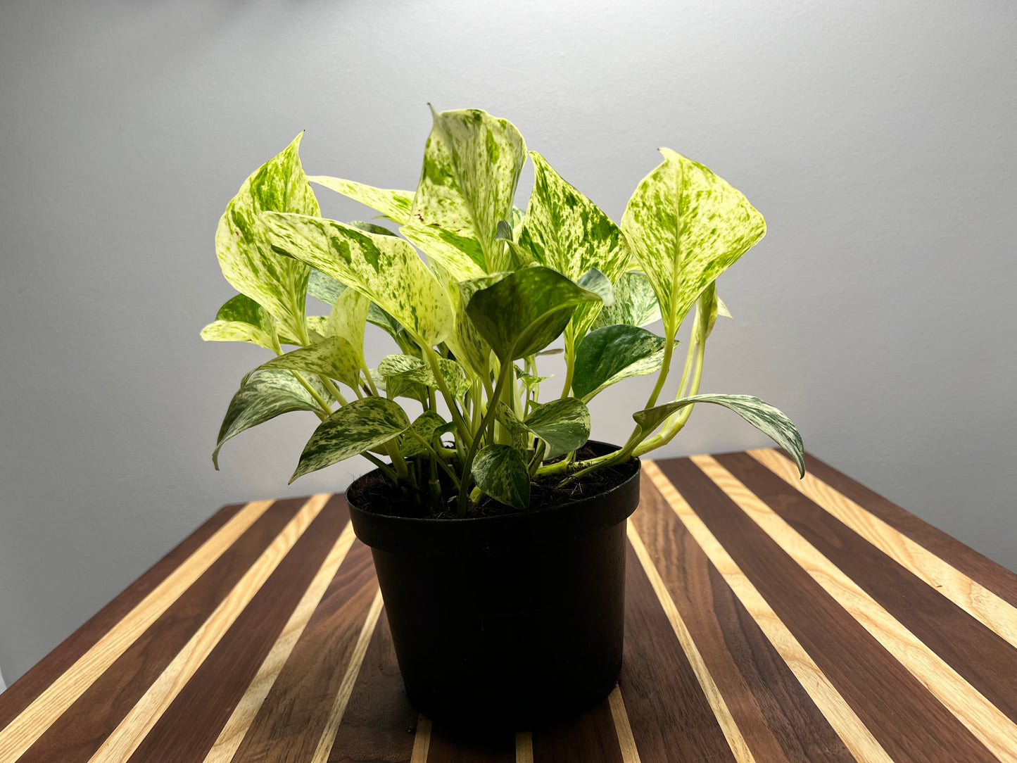 Snow Queen Pothos 6”