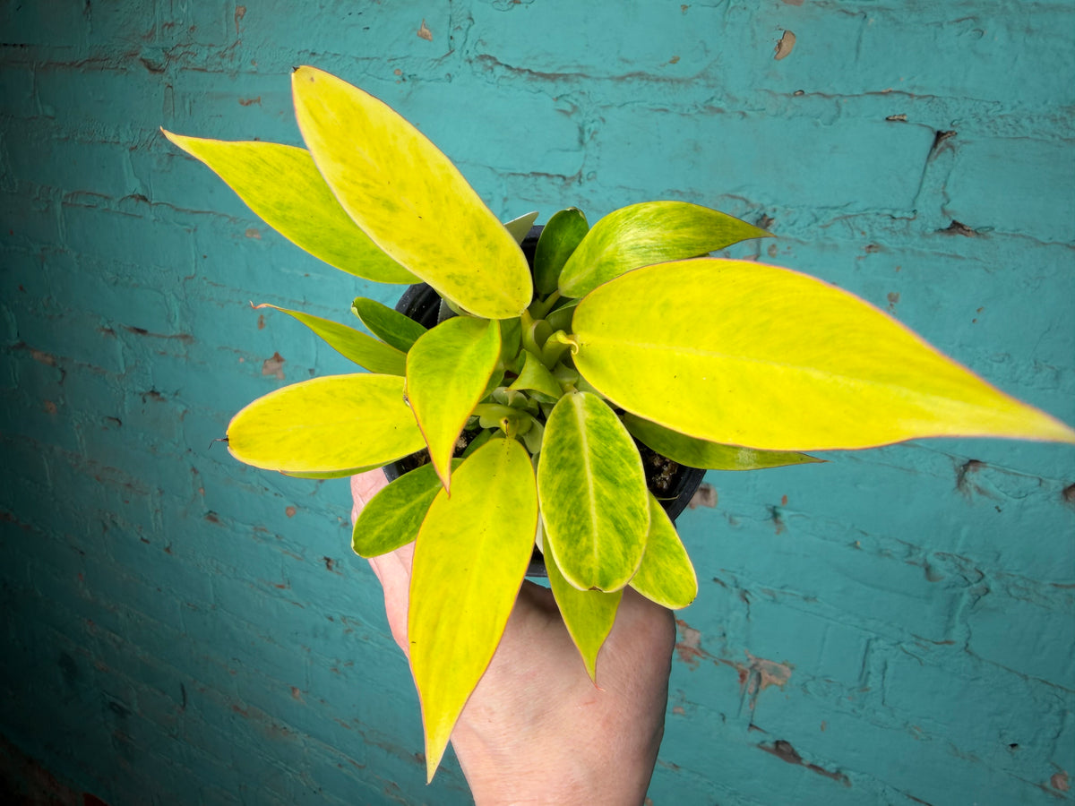 Philodendron Calkin Gold 4”