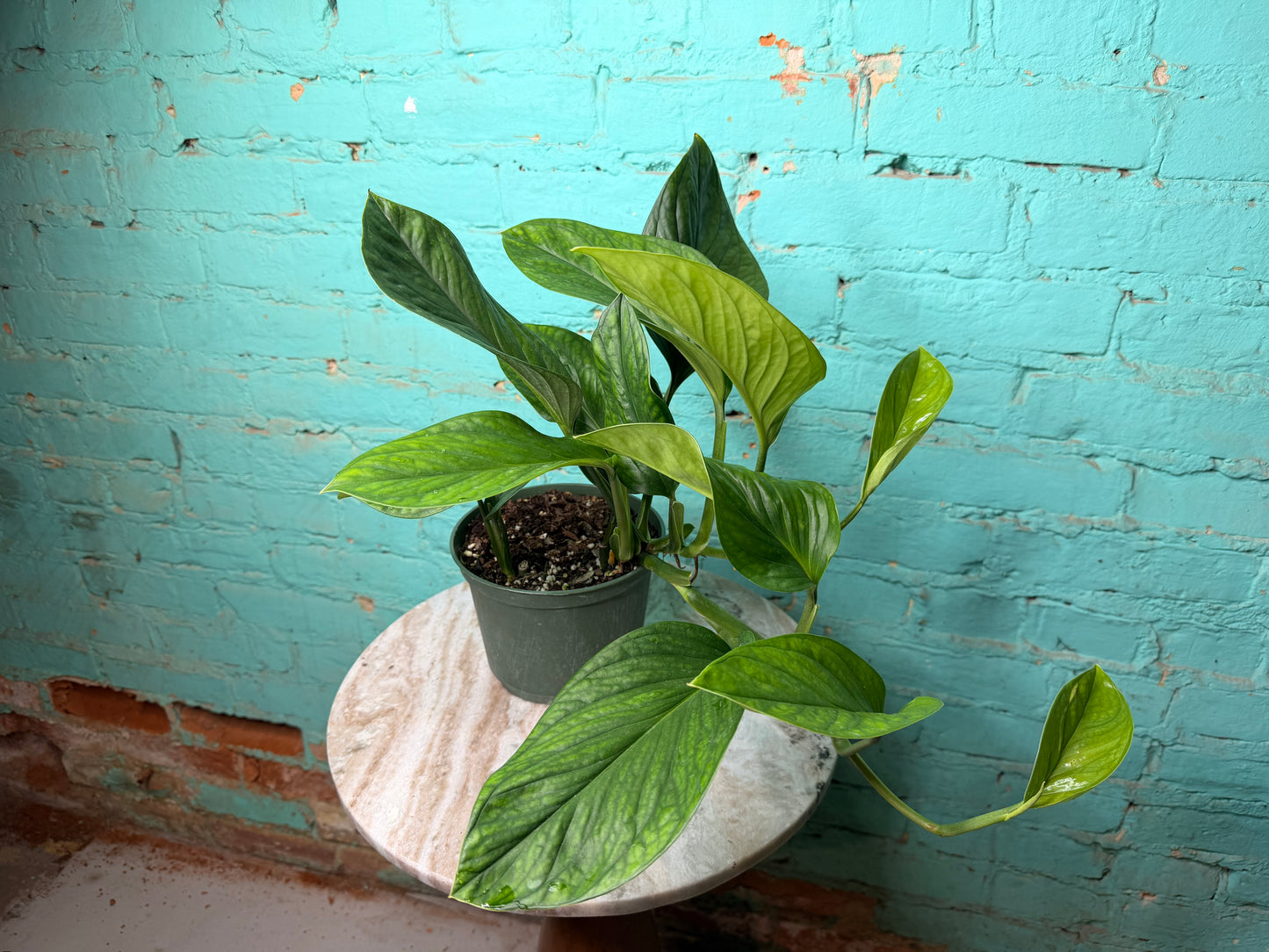 Monstera Pinnatipartita 6”