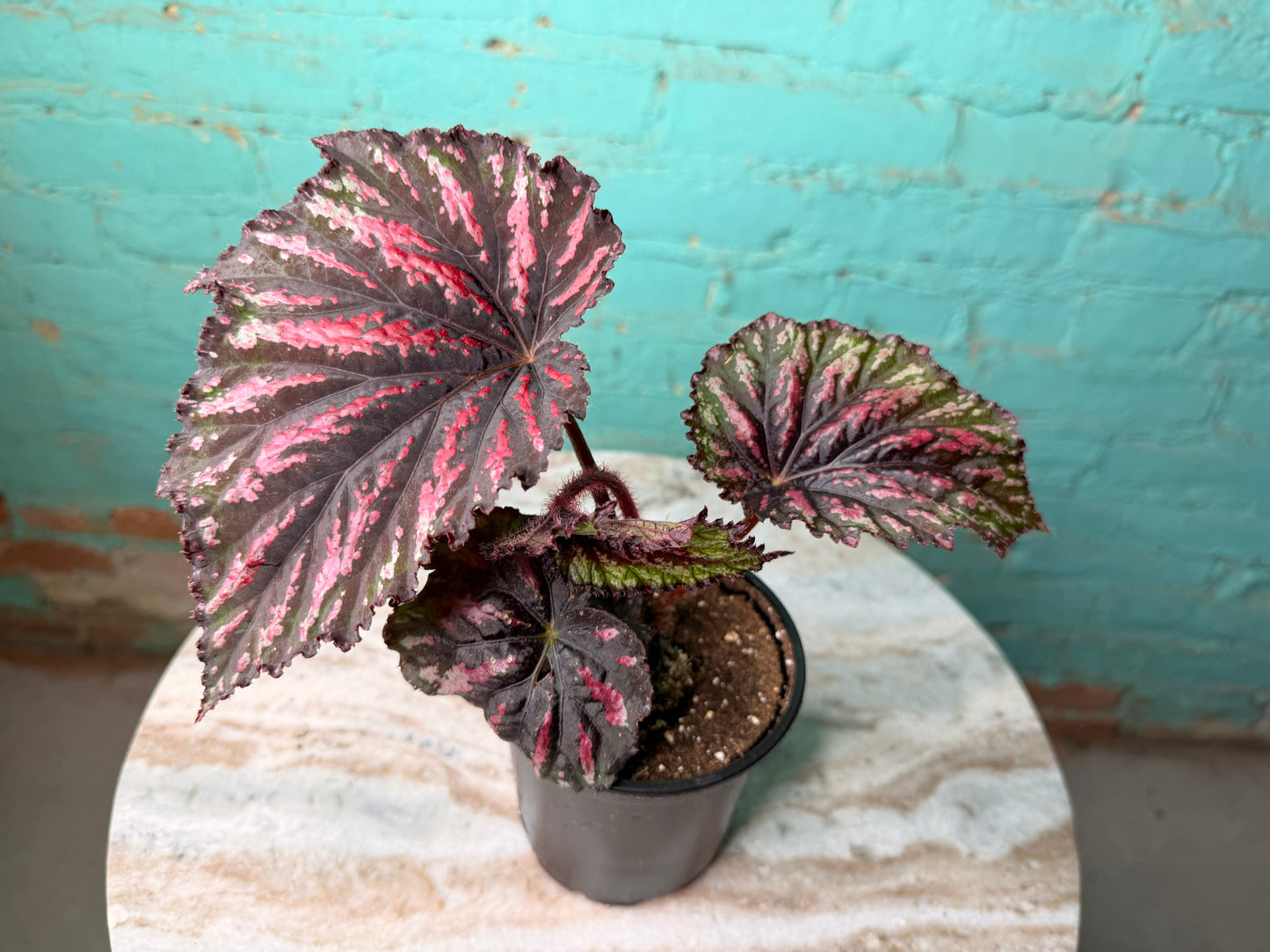 Begonia T-Rex ‘Painted’