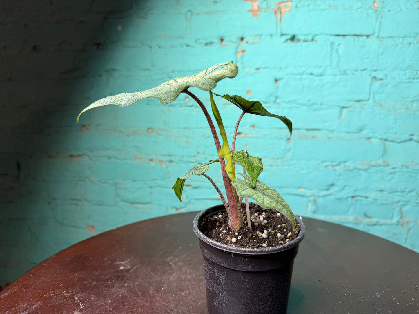 Alocasia ‘Jacklyn’ 4”