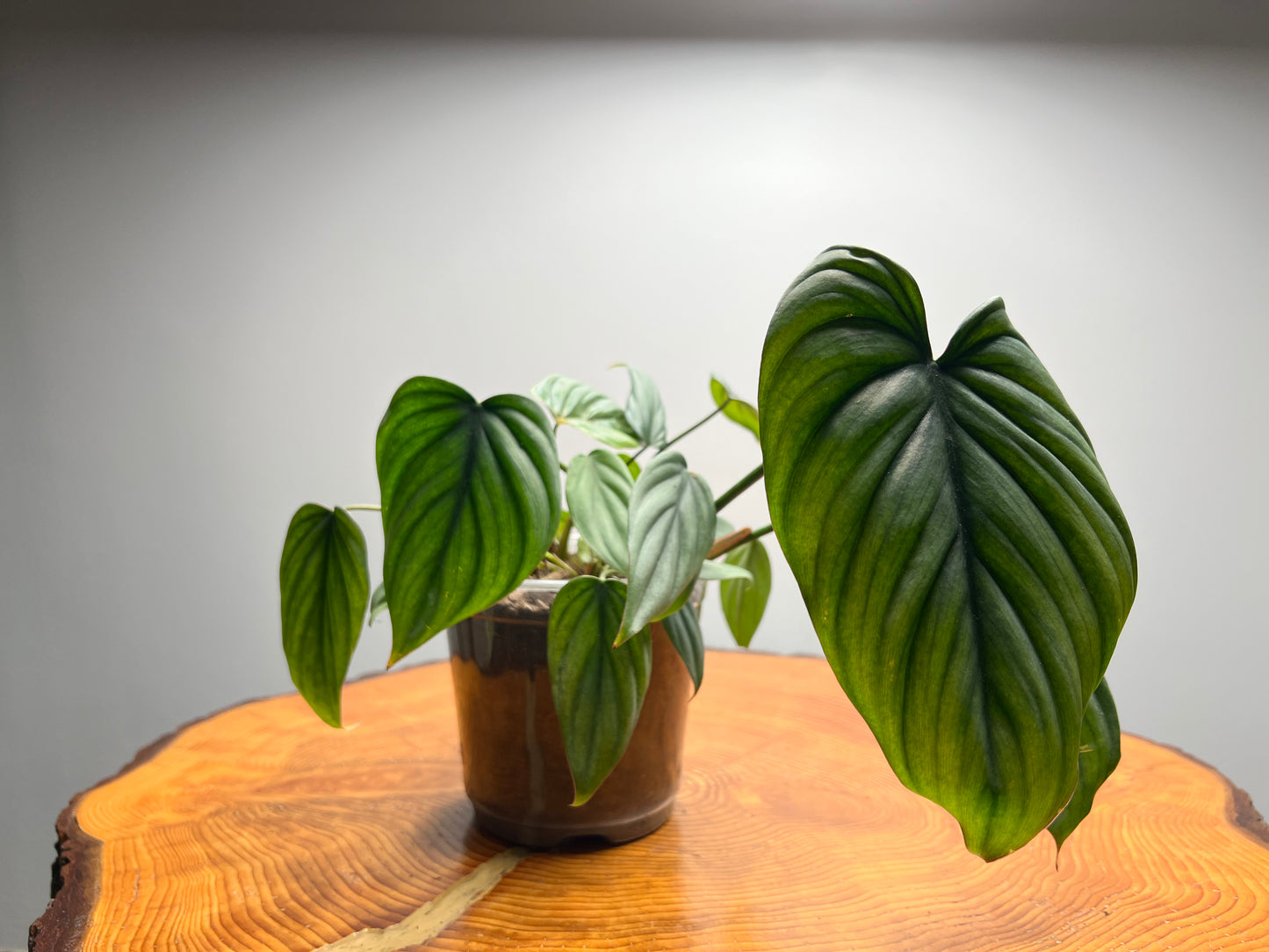 Philodendron Columbia