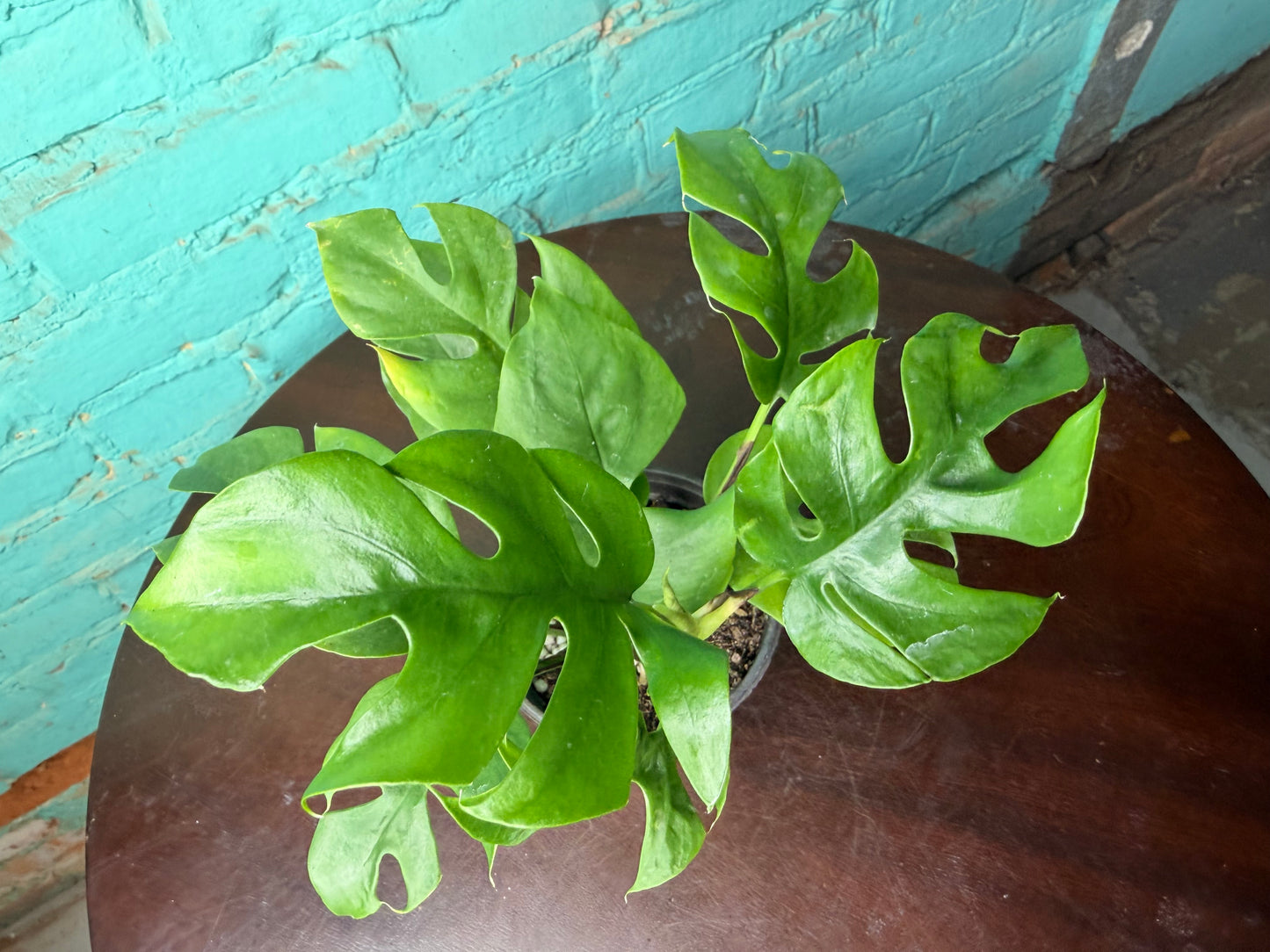 Mini Monstera- Rhaphidophora
Tetrasperma