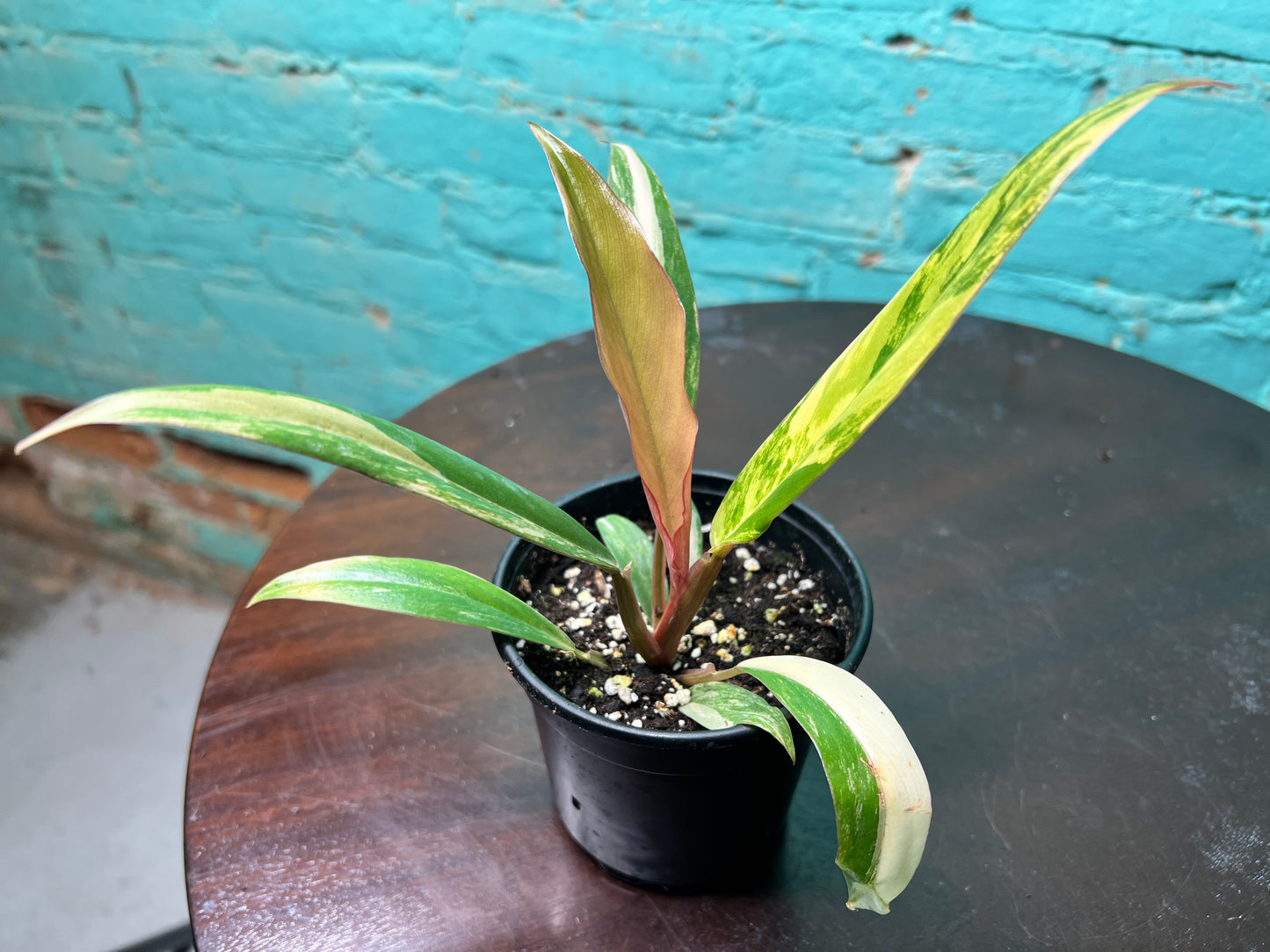 Philodendron Carmel Marble 4”