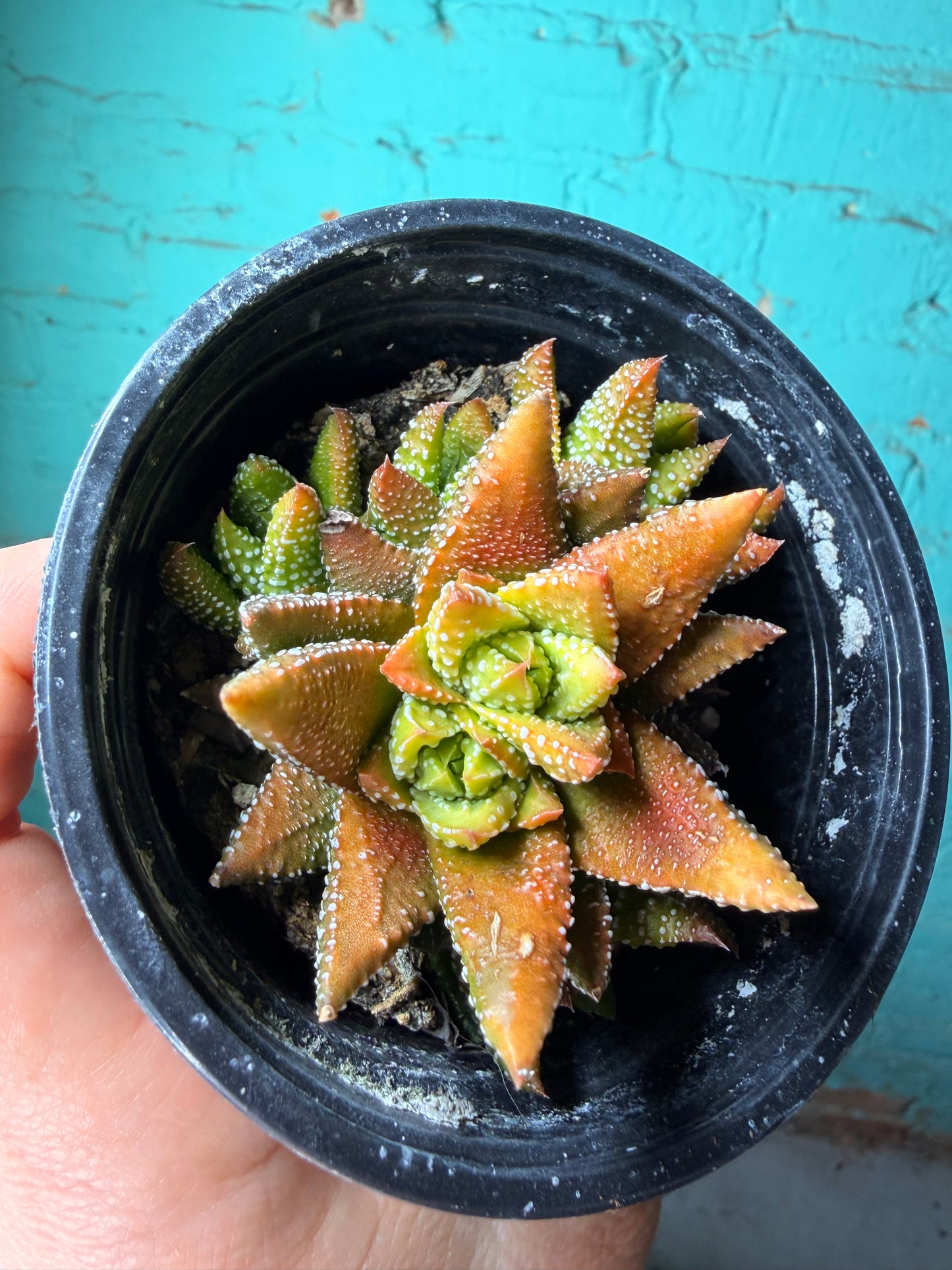 Gasteria Sunset  4”