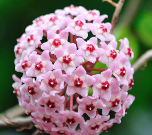 Hoya Krimson Queen