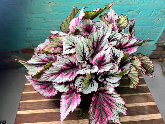 Rex begonia 10”