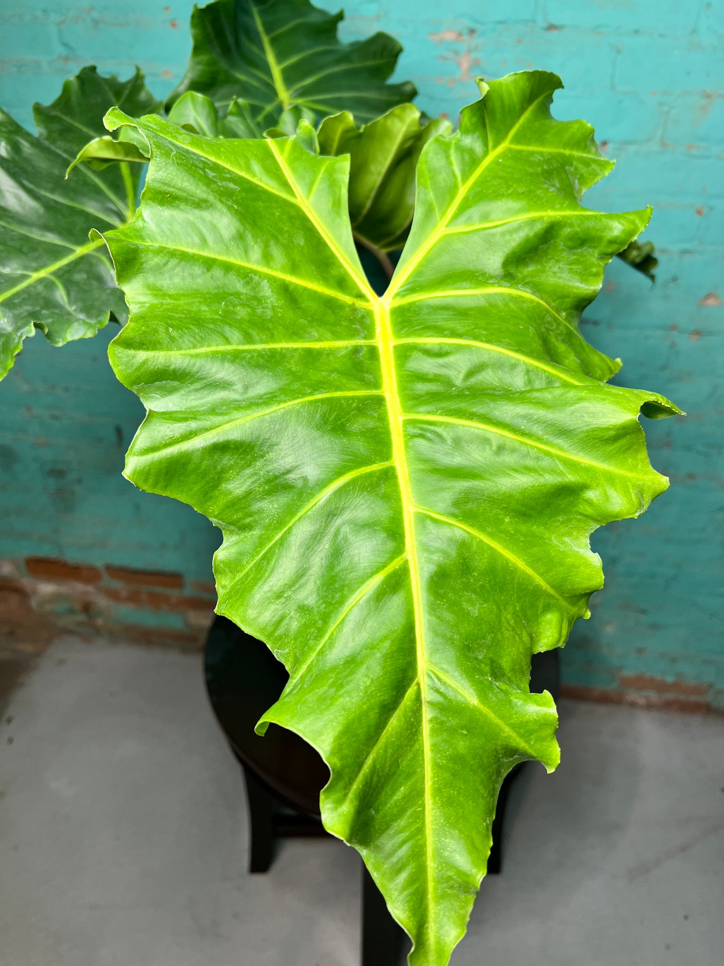 Alocasia Golden Dragon 6” (2.5 ft)