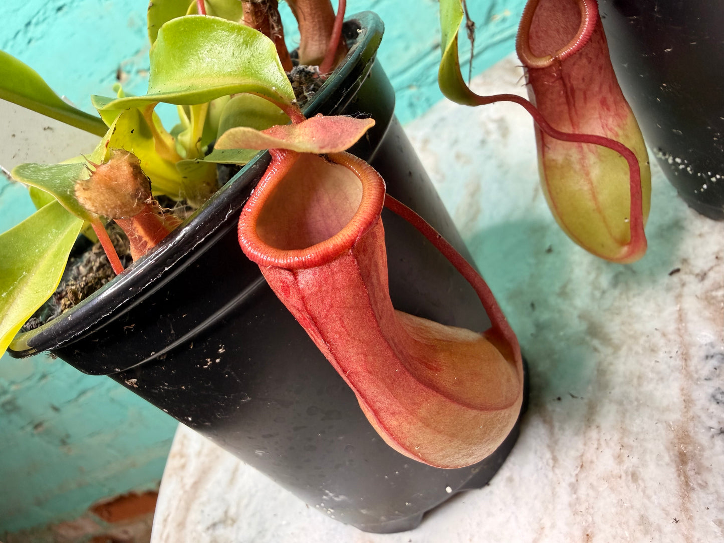 Nepenthes Pitcher Plant “Alata” 4”