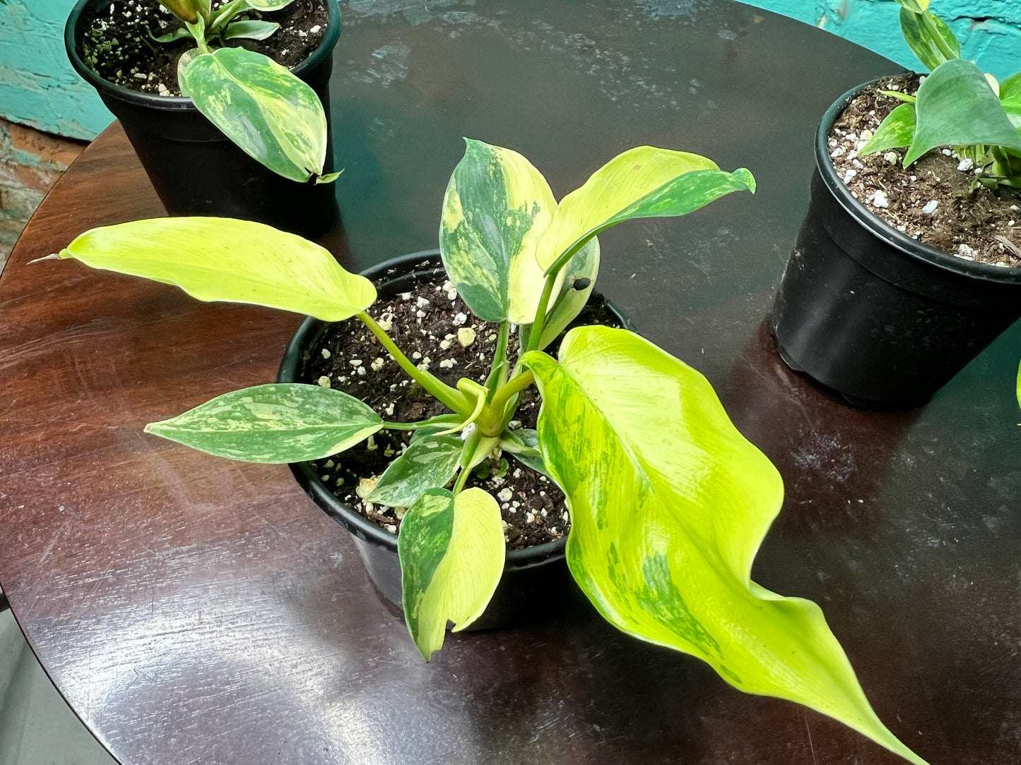 Philodendron Florida Beauty Variegated 4”