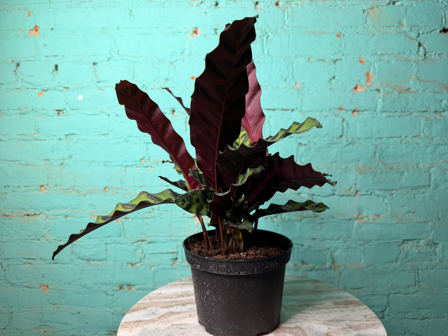Rattle Snake calathea (6inch)
