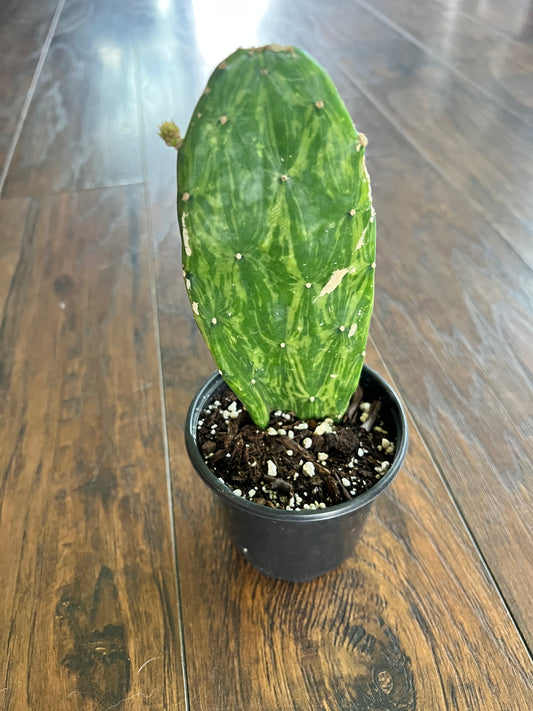 Prickly Pear (variegated)