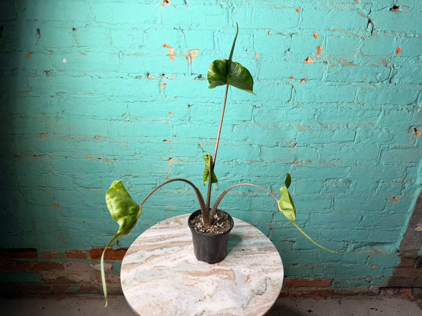 Alocasia Stingray 4”