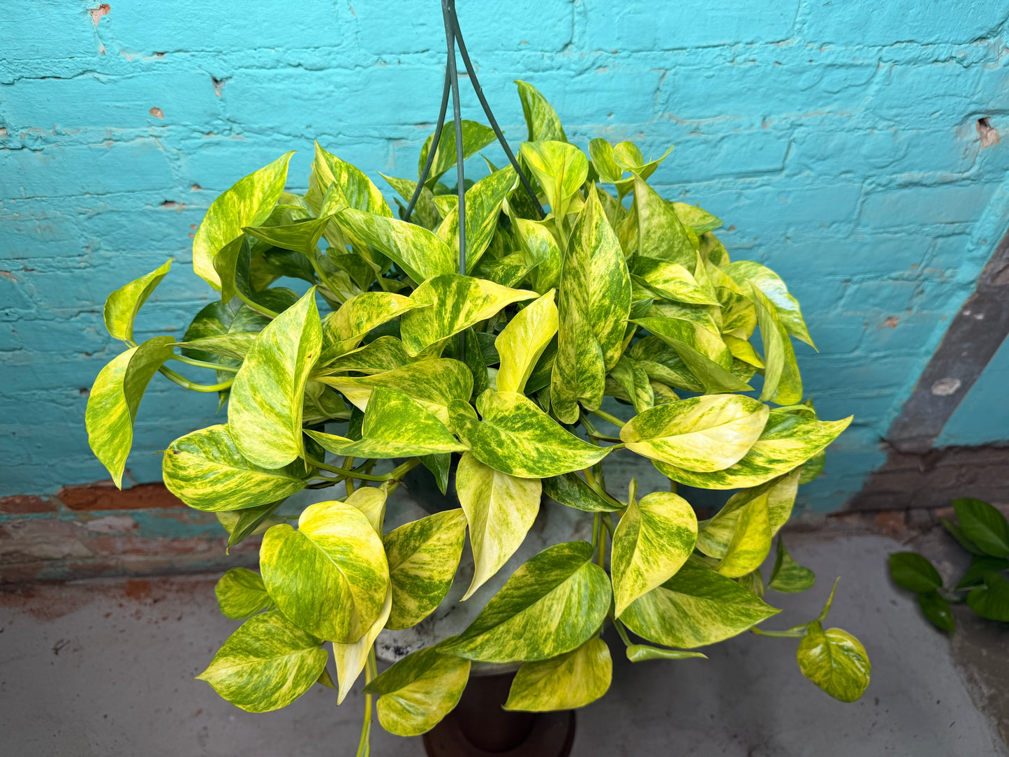 Pothos Neon Queen  8” Basket